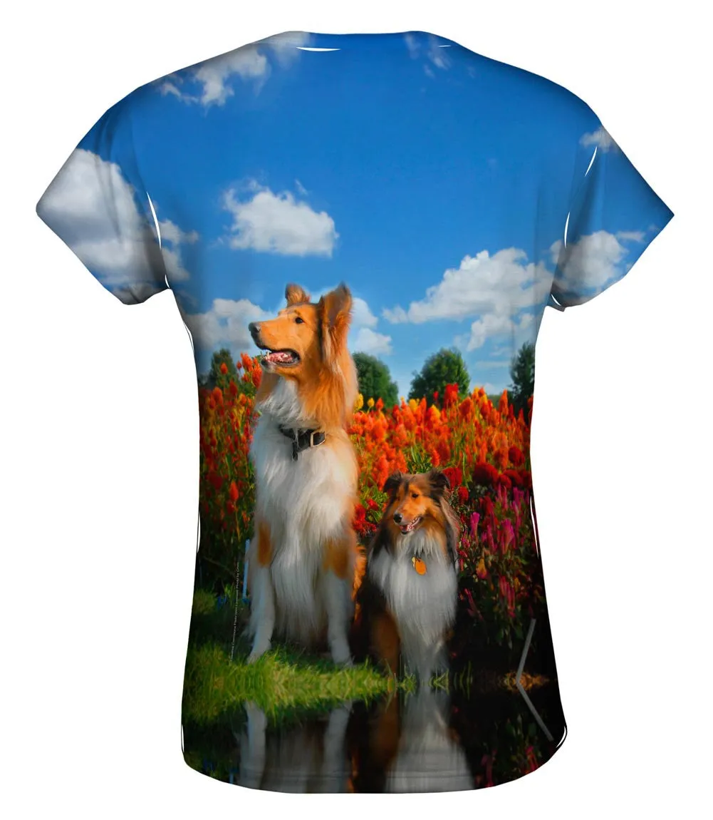 Furry Collie